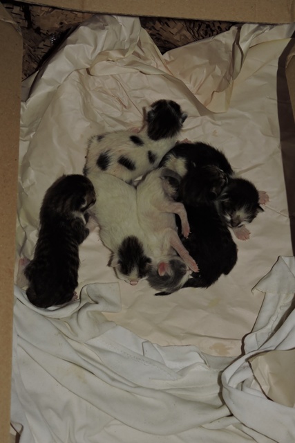 Six contented kittens
